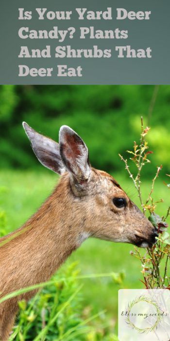 deer | plants that deer eat | shrubs that deer eat | plants and shrubs that deer eat | mountains | garden | plants | shrubs | food | deer food #deer #garden #plants #shrubs #mountains #plantsandshrubsthatdeereat How To Attract Deer, Deer Lease Ideas, Deer Plot Ideas, Deer Food Plots Ideas, Deer Habitat, Food Plots For Deer, Whitetail Deer Pictures, Deer Food, Plants That Repel Bugs