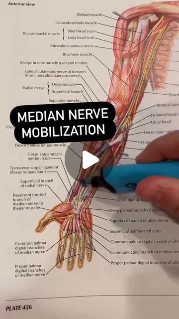 Median Nerve, The Nerve, Carpal Tunnel, Nerve Pain, The Human Body, Slide In, Ring Finger, Nerve, Human