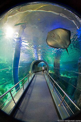 Melbourne Aquarium Melbourne Aquarium, Underwater Tunnel, Fisheye Photos, Melbourne Trip, Melbourne City, Honey Moon, Digital Photography School, Visit Australia, Under Water