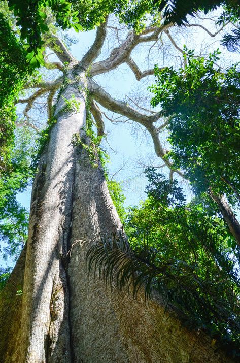 Giant Kapok tree in the Amazon rainforest, Tambopata National Reserve, Peru. Pic #Sponsored , #Affiliate, #SPONSORED, #tree, #Giant, #rainforest, #Amazon Amazon Rainforest Trees, Amazon Rainforest Plants, Kapok Tree, Rainforest Trees, Rainforest Theme, Rainforest Plants, Jungle Tree, The Amazon Rainforest, Brazil Travel