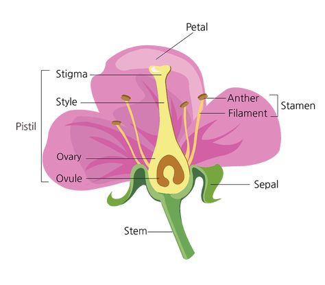 Parts of a Flower and Their Functions (With Diagram) | Green and Vibrant Diagram Of A Flower, Science Project Models, Neet Notes, Mulberry Bush, Plant Names, Flower Model, Parts Of A Flower, Plant Cell, Parts Of A Plant