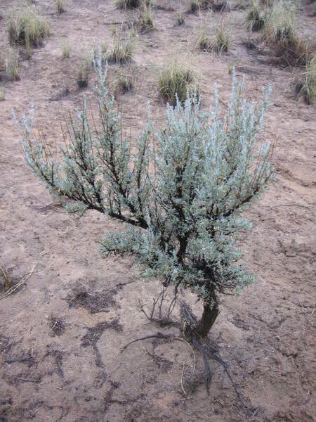 Artemisia Tridentata, Desert Biome, Nevada State, Great Basin, Wild Edibles, Desert Plants, American West, Medicinal Plants, Tattoo Inspo