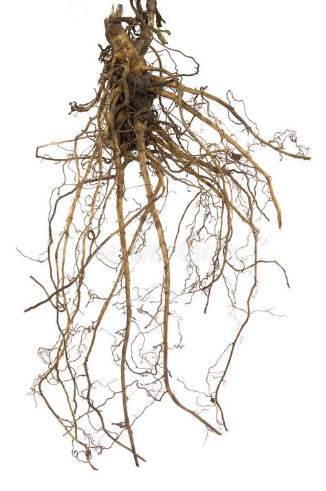 Plants On White Background, Plant Roots Drawing, Roots Aesthetic, Flower Roots, Plant Diagram, Roots Illustration, Roots Drawing, Natural Aquarium, Roots Photography