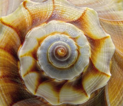 Beautiful #natural #symmetry on a #conch #shell. The #circle and #spiral are such interesting #shapes that are with from our start in the #womb, where a woman's #eggs are #circular. Spiral Shell Art, Shell Close Up, Spirals Aesthetic, Travelling Sketchbook, Circles In Nature, Natural Symmetry, Spirals In Nature, Sacred Spiral, Micro Photography