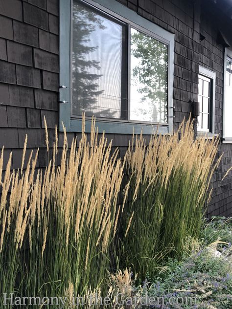 Designing with Ornamental Grasses - Harmony in the Garden Ornamental Grasses On Slope, White Fountain Grass Landscaping, Ornamental Grass Front Of House, Ornamental Grass Flower Bed, Oklahoma Native Grasses, Boxwood And Ornamental Grasses, Ornamental Grasses Landscape Design, Part Shade Ornamental Grasses, Landscape With Grasses And Rock