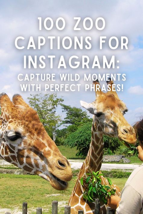 Your next social media post can truly roar with creativity when you sprinkle a bit of the wild into your captions. Let’s get your followers grinning with some pun-packed phrases and capture the playful spirit of the animal kingdom. Captions For Zoo Pictures, Zoo Quotes For Kids, Zoo Quotes For Instagram, Animal Captions Instagram, Zoo Captions For Instagram, Zoo Puns, Cute Selfie Captions, Zoo Quotes, Elephant Zoo