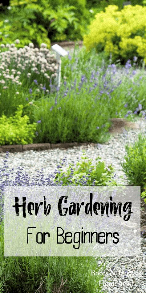 Herb gardening for beginners. Get tips, tricks, and learn the basics of starting an herb garden. Gemüseanbau In Kübeln, Funny Vine, Cactus Terrarium, Outdoor Herb Garden, Jardim Diy, Herb Garden Design, Herb Gardening, Garden Types, Organic Gardening Tips