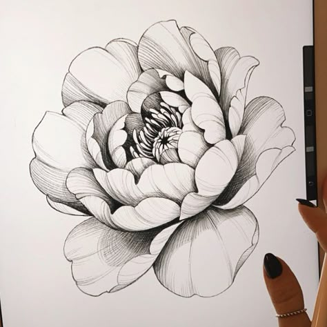 Tati Ferrigno shared a photo on Instagram: “What is your favorite flower? . . #peony #peonyflower #peonytattoo #tattoodesign #sketch #drawing…” • See 127 photos and videos on their profile. Tattoo Bicep, Peony Flower Tattoos, Peony Drawing, Flores Tattoo, Peony Tattoo, Flower Tattoo Drawings, Flower Line Drawings, Flower Drawing Tutorials, Peonies Tattoo