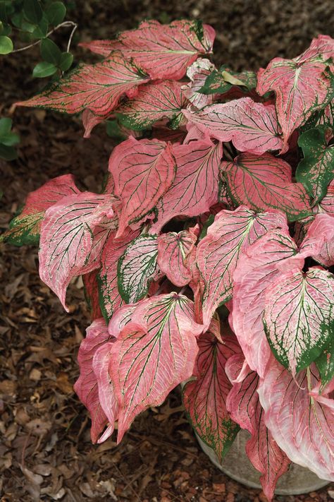 Our Favorite Caladiums Symphony Caladium, Caladium Garden, Tanaman Pot, Foliage Plants, Shade Plants, Colorful Leaves, Shade Garden, Outdoor Plants, Growing Plants