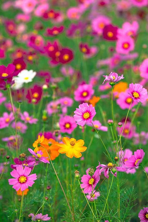 Want to add a splash of color and bring harmony to your garden. Plant cosmos, with our tips on Gardener's Path! Cosmos Plant, Fall Container Plants, List Of Flowers, Cosmos Flowers, Hummingbird Garden, How To Attract Hummingbirds, Fall Plants, Autumn Garden, Gardening For Kids