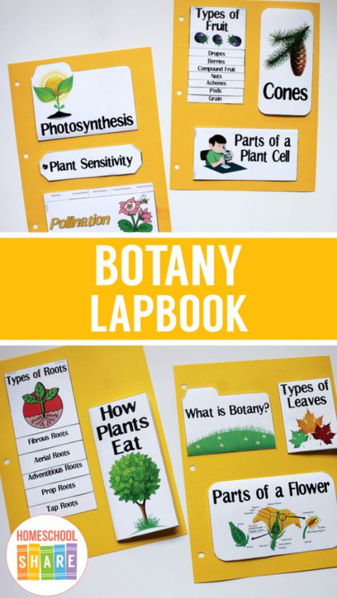 Plant Lap Book, Science Lapbooks, Plant Classification, Unit Studies Homeschool, Plant Insects, Seed Dispersal, Book Tree, Types Of Fruit, Parts Of A Flower