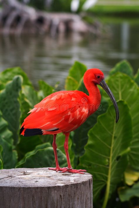 Scarlet Ibis. An Scarlet Ibis in a wildlife preserve in the Amazon , #Ad, #Ibis, #Scarlet, #wildlife, #Amazon, #preserve #ad Red Ibis, Medieval Animals, Scarlet Ibis, Rainforest Animals, Underwater Animals, Wild Kingdom, Amazon Image, Shorebirds, Bird Watcher