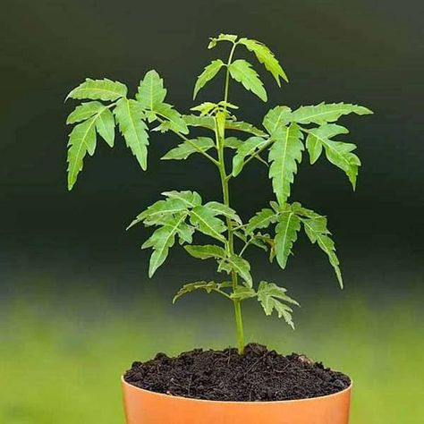 Neem Tree, Ayurvedic Plants, Miracle Tree, Ayurvedic Herbs, Small White Flowers, Tree Seeds, Neem Oil, Shade Trees, Tree Care