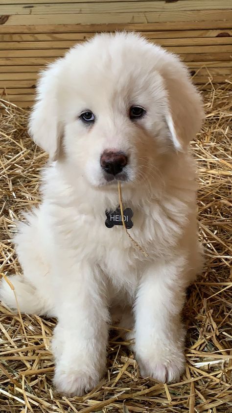 Great Paranise Dog, Pyrenees Mountain Dog, Great Peranease Dog, Great Pyrnesse, Cute Great Pyrenees, Great Pyrenees Aesthetic, Golden Pyrenees, Great Pyrenees Puppies, Pyrenees Mountains