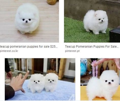 Teacup Pomeranian Puppies for Sale $250 | Teacup Pomeranian Pomeranian Teacup, Pomchi Puppies, Pomeranian For Sale, Puppy Teacup, Micro Teacup Puppies, Pomeranian Puppies For Sale, Pomeranian Puppy Teacup, Cute Teacup Puppies, White Pomeranian