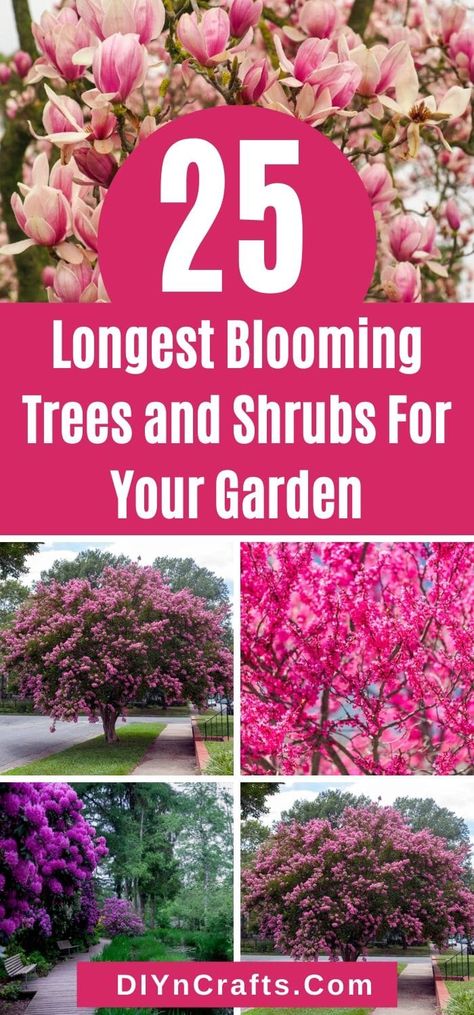 Make your garden more colorful by picking some vibrant flowering trees and shrubs, with short descriptions and photos on each listed tree. Check it out now! Ornamental Trees Landscaping, Flowering Crabapple, Short Trees, Fringe Tree, Pink Flowering Trees, Trees For Front Yard, Landscaping Trees, Flowering Bushes, Japanese Tree