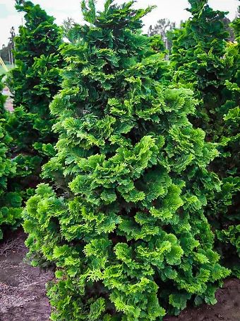 Dwarf Evergreen Trees | Buy Evergreens Online | The Tree Center Driveway Plants, False Cypress, Chamaecyparis Obtusa, Plant Palette, Hinoki Cypress, Backyard Plants, Landscape Plants, Moon Garden, Silk Plants