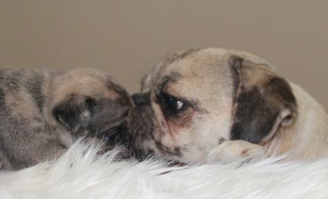 Our New Fur-Babies Available White Pug, Facebook Youtube, Puppy Care, October 5, 4 Months, New Puppy, S Pic, Fur Babies, A R