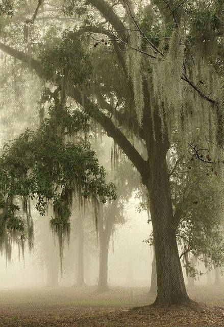 new orleans <3 I  have seen Spanish moss covered trees in graveyards in Georgia. It is eerie and cool but the "moss" kills the trees. Matka Natura, Weeping Willow, Southern Gothic, Spanish Moss, The Fog, Willow Tree, Nature Aesthetic, Pics Art, Beautiful Tree