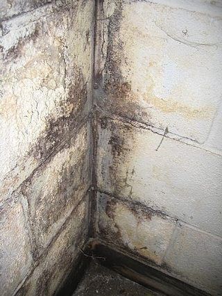 Mold In Basement, Concrete Basement Walls, Homemade Toilet Cleaner, Hardwood Floor Cleaner, Cleaning Painted Walls, Concrete Walls, Waterproofing Basement, Glass Cooktop, Deep Cleaning Tips