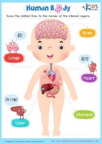 Human Body Worksheet Internal Body Parts For Kids, Internal Organs For Kids, Body Systems For Kids, Human Body Internal Organs, Body Internal Organs, Body Worksheet, Classifying Animals, Body Parts For Kids, Animals Worksheet