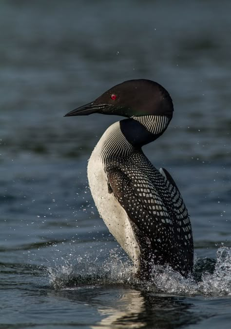 Common Loon with a territorial display in response to a lone loon nearby. Common Loon Photography, Animal Pictures Photography, Loon Carving, Draw Duck, Loon Photo, Loon Art, Loon Tattoo, Loon Bird, Common Loon