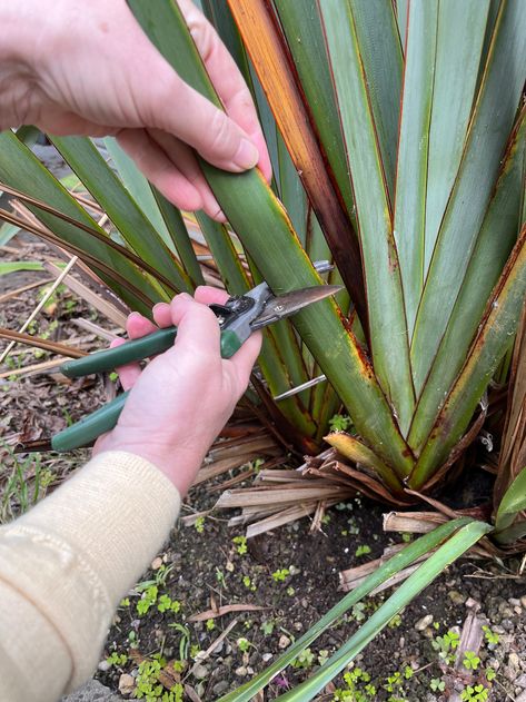 From garden to basket: using New Zealand Flax for weaving New Zealand Flax Weaving, Flax Weaving Tutorials, Basket Design Ideas, Diy Basket Weaving, Wild Crafting, Grass Weaving, Weaved Basket, Weaving Patterns Loom, New Zealand Flax