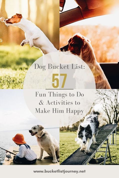 Dog Bucket List: 57 Fun Things to Do & Happy Activities Happy Activities, Dog Bucket List, Dog Boutique Ideas, Best Bucket List, Puppy Bowls, Dog Boutique, Dog Activities, Summer Dog, Dog Wallpaper