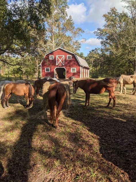 Elsie Silver Aesthetic, Cade Eaton, Willa Grant, Farm With Animals, Country Sunset, Chestnut Springs, Elsie Silver, Silver Aesthetic, Texas Farm