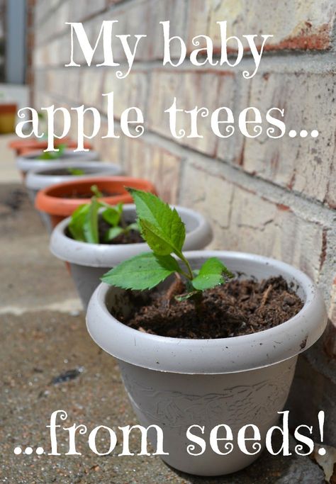 Over The Apple Tree: Grow An Apple Tree From Seeds Apple Trees From Seeds, Apple Tree Farm, Growing Apple Trees, When To Plant Seeds, Apple Tree From Seed, Growing Fruit Trees, Garden Vines, Apple Trees, Apple Seeds