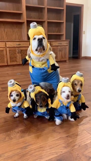 Minion Dog Costume, Gru And Minions, Minions The Rise Of Gru, Rise Of Gru, Minion Costumes, All Disney Princesses, Miniature Dachshund, Dog Halloween Costumes, Modern Dog