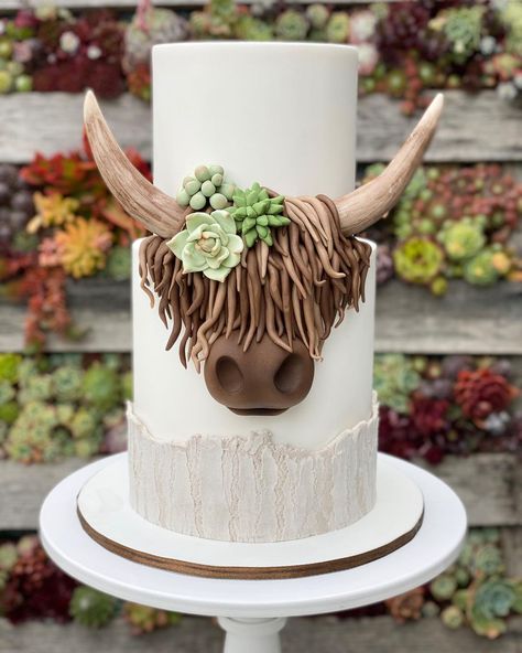 2 Tier Highland Cow Cake, Rodeo Cupcakes, Highland Cow Cake, Texas Rodeo, Cow Cake, Cow Craft, Cow Cakes, Birthday 10, Vowel Renewal