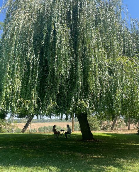 Centenary Weeping Willow #tree #garden⁠ #willow⁠ #julyvibes #francetourisme #francetravel #chateauderiolas #chateaulife Weeping Willow Backyard, Huge Willow Tree, Willow Tree In Garden, Willow Tree Landscaping, Willow Tree Backyard, Weeping Willow Tree Aesthetic, Big Willow Tree, Willow Tree Garden, Willow Tree Aesthetic