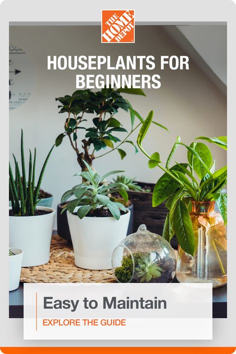 You don’t need to be a master gardener to keep plants in your home. If you haven’t developed a green thumb yet, use this guide to choose indoor plants that are easy to care for. Tap now to explore five types of houseplants that you can’t kill all found at The Home Depot.