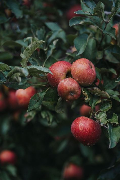 Jeevamrut:- a solution that revives barren and infertile soil Agriculture Aesthetic, Tarah Dewitt, Farming Photography, Agriculture Photography, Vegetable Pictures, Hybrid Art, Apple Farm, Farm Photography, Natural Fertilizer