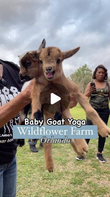 𝓔𝓪𝓽 𝓶𝓮 📍 ဝʀʟᴀɴᴅဝ+ on Instagram: "Who needs therapy when you can cuddle baby goats? [SOUND ON] 🥹🐐🥰 

One my favorite things to do in Orlando in the Fall, or really as soon as the weather cools down, is the baby goat yoga at @wildflowerfarmorlando , so here is a compilation of my many visits 💖

If yoga isn’t your thing, they also have Party in the Pasture (for adults-only!), where you get 1 hr to bottle feed, play and cuddle baby goats for $16/person 😍 or they also have Fables on the Farm for kids at $13/person. 

Make sure to book your tickets ahead of time because they do sell out!

#orlando #stufftodoinorlando #babygoatyoga #wildflowerfarm #orlandofoodie #orlandolocal #orlandofamilyfun #orlandoactivities #orlandolocal #babygoats" Baby Goats Video, Baby Goats Pygmy, Orlando Activities, Things To Do In Orlando, Mini Goats, Goat Yoga, Baby Goat, Eat Me, Baby Goats