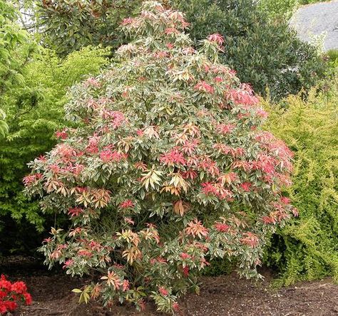 Pieris 'Flaming Silver' Japanese Pieris, Pieris Japonica, Oregon Garden, Silver Plant, Broadleaf Evergreen, Garden Shrubs, Landscape Plan, Unusual Plants, Landscaping Plants