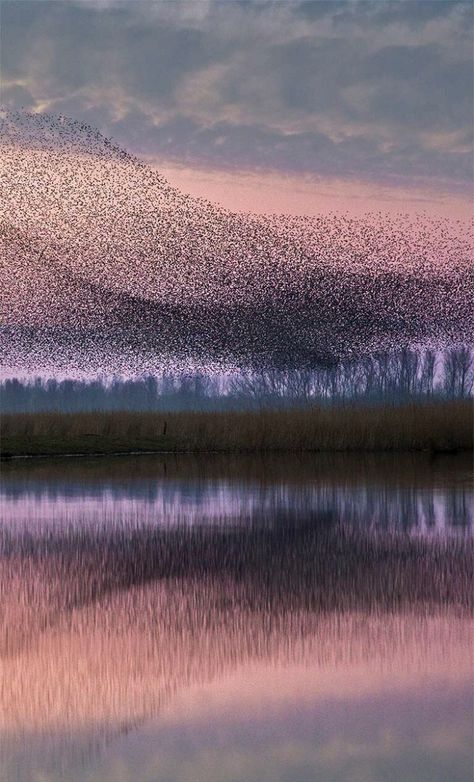 Flock Of Birds, Starling, Amazing Nature, Natural Wonders, Flocking, Natural World, Beautiful World, Beautiful Images, Mother Nature