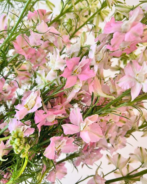 Did you know?🔎 The flower name “larkspur” comes from the shape of its blossoms, resembling the spur of a lark’s foot. Colour Variations: Larkspur petals have a unique feature called a “honey gland,” which secretes nectar and contributes to the flower’s vibrant coloration. Flower Names, Did You Know, Color Variations, Blossom, Flowers, Instagram