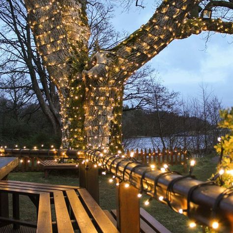 String Lights: Buy LED String Lights from Festive Lights Scandinavian Lodge, Led String Lights Outdoor, Outdoor Trees, Indoor String Lights, Led Fairy Lights, Christmas String Lights, Christmas Garden, Christmas Fairy, Fairy String Lights