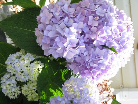 Lavender hydrangea--pretty now and also after they are dried. Lavender Hydrangea, Pretty Flowers Pictures, Hydrangea Bloom, Peonies And Hydrangeas, Planting Hydrangeas, Hydrangea Purple, Christmas Rose, Color Lila, Hydrangea Flower