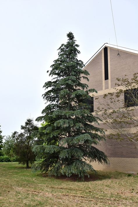 Landscaping With Karl Forester, 7 Ft Douglas Fir Trees, Karl Fuchs Cedar, Deodar Cedar, Noble Fir Tree, Eastern Red Cedar Bonsai, Cedrus Deodara, Landscape Backyard, Soil Conditioner