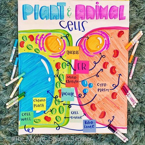 Science Chart Ideas For Classroom, Cells Anchor Chart, The Weird Science Teacher, Science Chart Ideas, Science Class Aesthetic, Biology Teacher Classroom, Science Teacher Aesthetic, Prokaryotes And Eukaryotes, Science Teacher Classroom