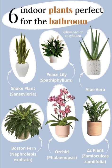 Plants That Do Well In Bathrooms, Peace Lily In Bathroom, Bathroom Plants That Absorb Moisture, Plants For Bathroom With No Windows, Bathroom Plants Ideas, Bathroom Greenery, Plants Humidity, Greenery Bathroom, Bathroom Plants No Sunlight