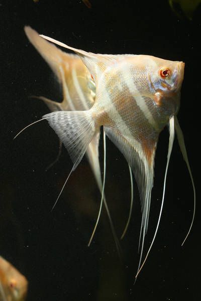 Albino Dantum Angel Fish Tank, Tropical Fish Aquarium, Tropical Freshwater Fish, Fresh Water Fish Tank, Discus Fish, Freshwater Aquarium Fish, Underwater Creatures, Exotic Fish, Pet Fish