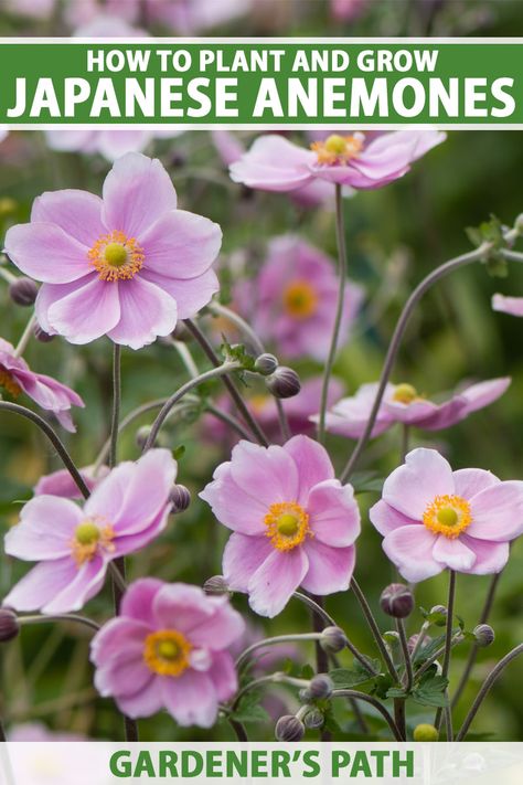 Anenome Flower, Japanese Anemones, Flowers Japanese, Japanese Anemone, Anemone Flowers, Shade Gardens, Best Perennials, Planting Ideas, Shade Flowers