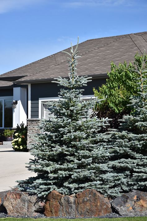 Baby Blue Colorado Blue Spruce (Picea pungens 'Baby Blue') at Gertens Colorado Spruce Landscaping, Evergreen Landscaping, Privacy Landscaping Backyard, Blue Spruce Tree, Colorado Spruce, Colorado Blue Spruce, Picea Pungens, Landscape Curbing, Spruce Tree