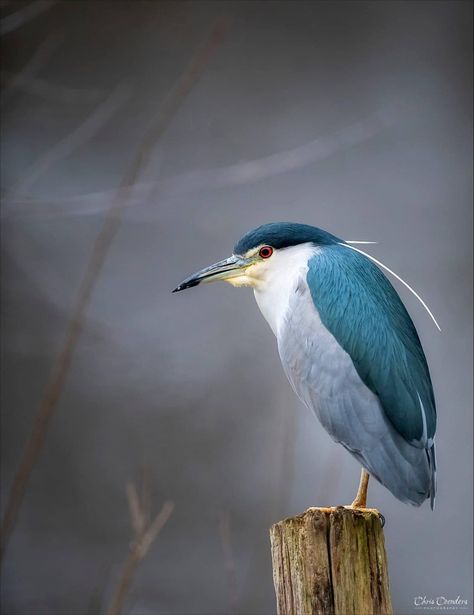 Black crowned night heron Heron Photography, Heron Photo, Snow Rose, Night Heron, Bird Identification, Black Crown, Bird Watcher, Australian Birds, Blue Heron