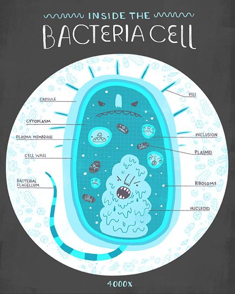 Inside The Bacteria Cell Anatomy Poster by Rachelignotofsky - good study posters! Cell Anatomy, Bacteria Cell, الجدول الدوري, Anatomy Poster, Biology Notes, Cell Biology, Science Biology, Homeschool Science, Anatomy And Physiology