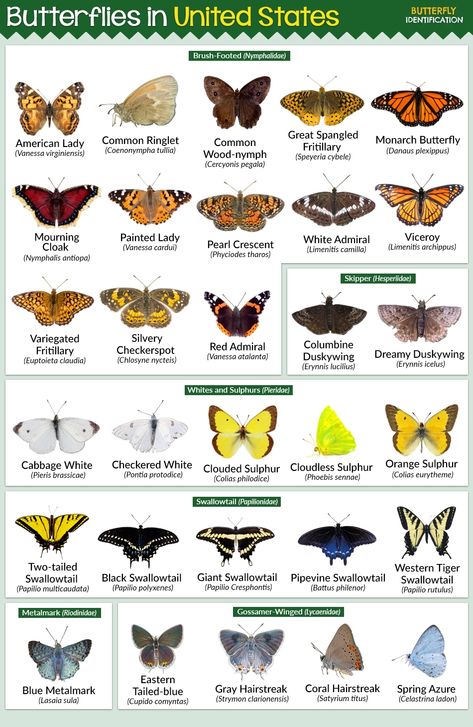 Butterflies Found in the United States of America - Butterfly Identification North American Butterflies, Butterfly Varieties, Crawling Animals, Butterfly Pupa, Butterfly Identification, Bug Identification, The Painted Lady, Butterfly Facts, Morris Arboretum